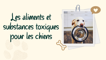 Les aliments et substances toxiques pour les chiens : ce que tout propriétaire doit savoir