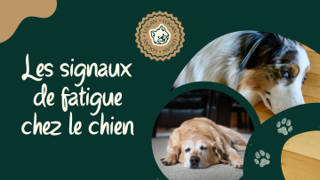 Les signaux de fatigue chez le chien : savoir quand ralentir