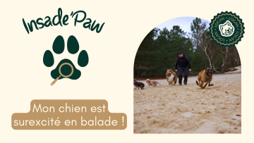 🐾 INSIDE'PAW : Mon chien est surexcité en balade : comment l’aider à redescendre ?