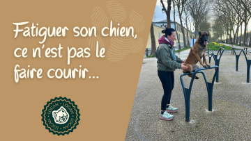 Fatiguer son chien, ce n’est pas le faire courir… c’est le faire réfléchir.