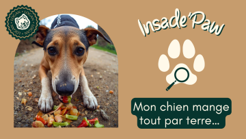 🎙️ Inside'Paw: Mon chien mange tout par terre… et si le problème n’était pas là où vous pensez ?