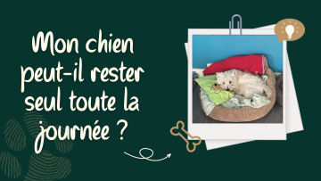 🐾 Mon chien peut-il rester seul toute la journée ?