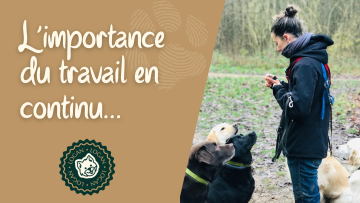 L’importance du travail en continu avec son chien
