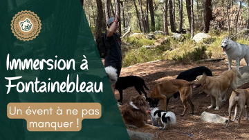 Fontainebleau : Une aventure inoubliable pour renforcer le lien humain-chien 