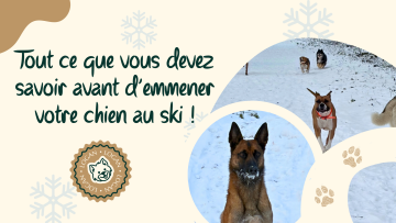 Tout ce que vous devez savoir avant d’emmener votre chien au ski