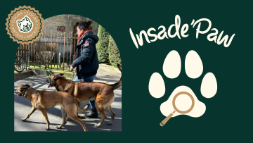 Ces chiens en garde qui deviennent des maîtres d’école !
