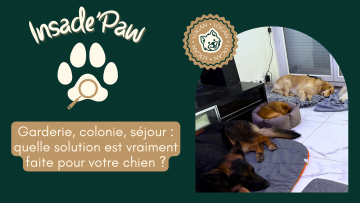 Inside'Paw : Garderie, colonie, séjour : quelle solution est vraiment faite pour votre chien ?