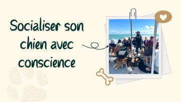  Socialiser son chien : oui… mais avec conscience