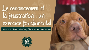 Le renoncement et la frustration : un exercice fondamental pour un chien stable, libre et en sécurité