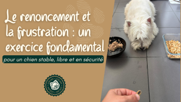 Le renoncement et la frustration : un exercice fondamental pour un chien stable, libre et en sécurité