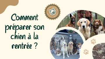 Comment préparer son chien à la rentrée ?