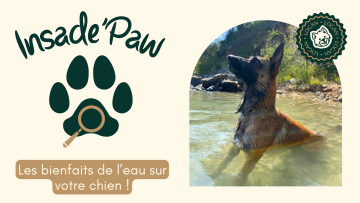 Les bienfaits de l’eau et des activités aquatiques pour l’éducation de votre chien