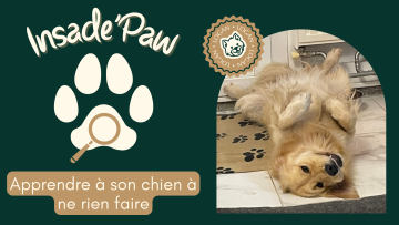🐾 INSIDE PAW — Le pouvoir du calme : apprendre à son chien à ne rien faire