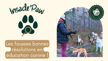 🐾 INSIDE PAW — Les fausses bonnes résolutions en éducation canine