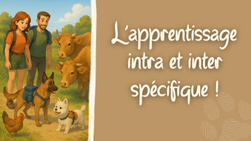 L’apprentissage intra-spécifique et inter-spécifique : renforcer le lien avec votre chien tout en explorant le monde
