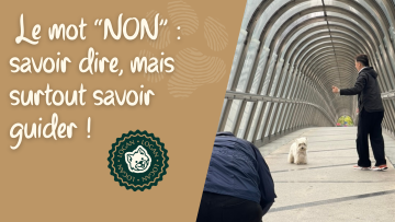 🐾 Le mot “NON” en éducation canine : savoir dire, mais surtout savoir guider