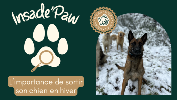 Inside Paw – Froid, pluie, vent : pourquoi il faut continuer à sortir son chien