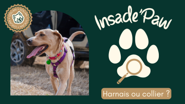 🎙 Inside'Paw : Harnais ou collier ? Le choix Paw Spirit