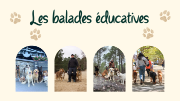 Les balades éducatives : pourquoi des sorties variées sont essentielles à l’équilibre émotionnel de votre chien 