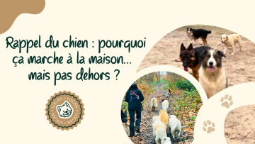🐾 Rappel du chien : pourquoi ça marche à la maison… mais pas dehors ?
