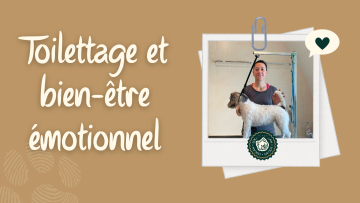 Toilettage et bien-être émotionnel : comment un toilettage adapté peut apaiser votre chien 🐾✨