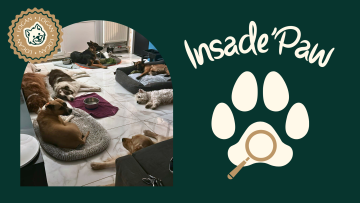 INSIDE PAW —  Sa place, son repère : pourquoi chaque chien a besoin d’un coin à lui 