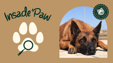 Inside’Paw – Nala : quand un miroir fêlé devient pilier d’une meute