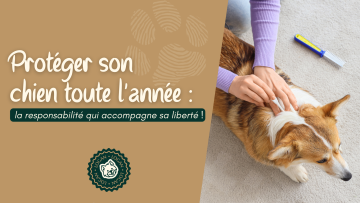 Protéger son chien toute l'année : la responsabilité qui accompagne sa liberté