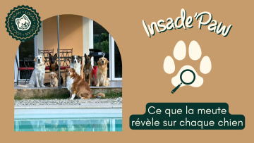 🐾 INSIDE'PAW : Ce que la meute révèle sur chaque chien