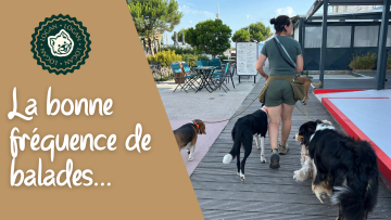 La bonne fréquence de balades pour votre chien : pourquoi la qualité prime sur la quantité