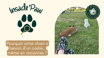 Inside'Paw : Pourquoi votre chien a besoin d’un cadre… même en vacances
