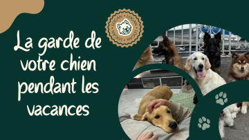La garde de votre chien pendant vos vacances : comment choisir le bon service pour une expérience sereine 🐶🌴