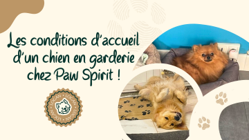 🐾 Les conditions d’accueil d’un chien en garderie chez Paw Spirit