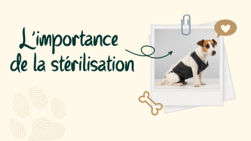 L’importance de la stérilisation chez la chienne