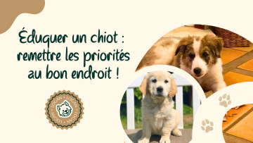 🐶 Éduquer un chiot : remettre les priorités au bon endroit