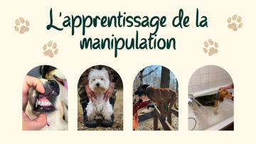 L'importance de l'apprentissage de la manipulation chez votre chien : bâtir une relation solide et sereine !