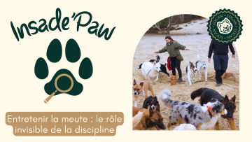 Inside'Paw – Entretenir la meute : le rôle invisible de la discipline...