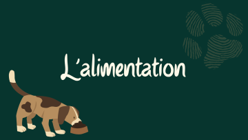 Bien nourrir son chien 
