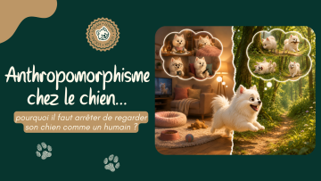 Anthropomorphisme chez le chien : pourquoi il faut arrêter de regarder son chien comme un humain.
