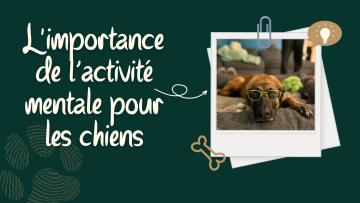 L'importance de l’activité mentale pour les chiens : pas seulement physique !