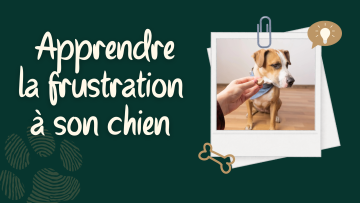 🐾 Apprendre la frustration à son chien