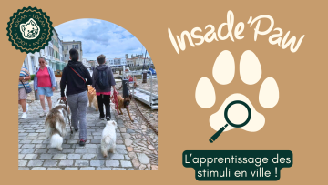 Inside'Paw – L’apprentissage des stimuli en ville : les étapes pour un chien bien dans ses pattes !