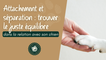 Attachement et séparation : trouver le juste équilibre dans la relation avec son chien 🐾