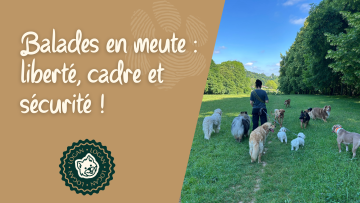Balades en meute : liberté, cadre et sécurité