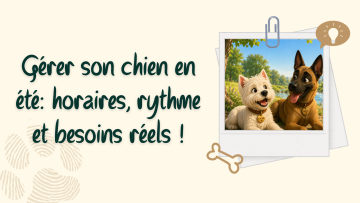 Gérer son chien en été : horaires, rythme et besoins réels